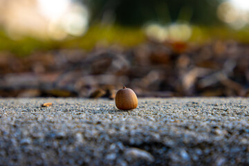 Acorn resting on concrete
