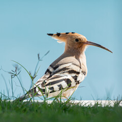 Eurasian hoopoe 