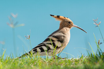 Eurasian hoopoe 