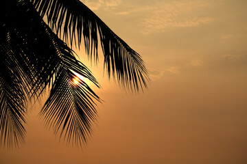 palm tree leaf on orange sunset sky