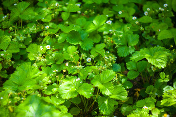 Fototapeta na wymiar Green strawberries growing on a plant close up. Wild strawberry leaves Strawberry bush Green foliage texture. plants background.