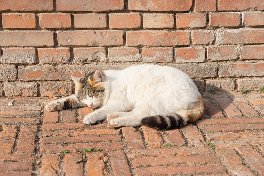 The cat in the corner red brick wall