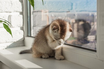 baby kitten is sitting on the window
