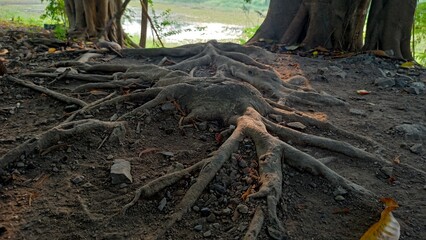 Tree roots 