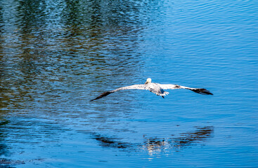 Pelican flying over the water with animal reflected on the lake.