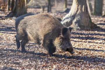 Wild boar - Sus scrofa - in the forest and by the in its natural habitat. Photo of wild nature.