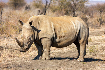 Fototapeta premium Rhino