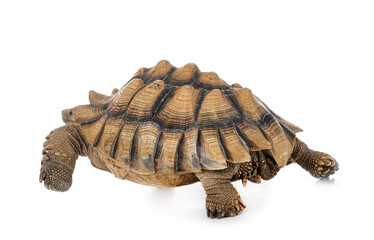 African spurred tortoise in studio