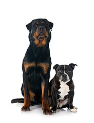 staffordshire bull terrier and rottweiler