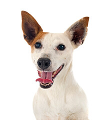 Obraz premium jack russel terrier