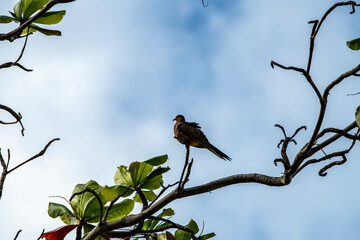 gray bird on the branches of a tropical tree against the blue sky in the Dominican Republic 