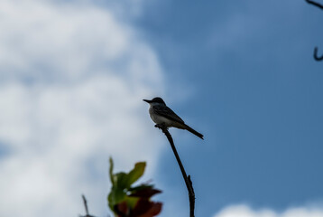 gray bird on the branches of a tropical tree against the blue sky in the Dominican Republic 