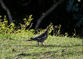 gray bird on the branches of a tropical tree against the blue sky in the Dominican Republic 