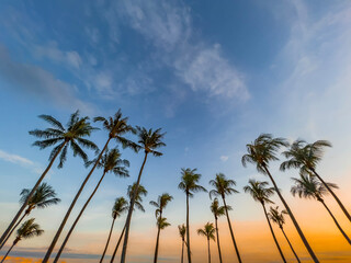 Obraz na płótnie Canvas Coconut palm trees by the beach in East Coast Park