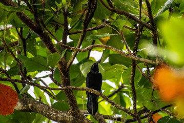 black bird on the branches of a tropical tree against the blue sky 