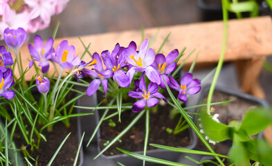 Crocus tommasinianus, the woodland crocus or early crocus