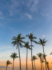 Coconut palm trees by the beach in East Coast Park