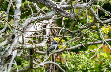 gray bird on the branches of a tropical tree against the blue sky in the Dominican Republic 