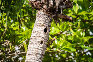 yellow and black tropical woodpecker - Haitian melanerpes on a palm tree near its nest and chick in the Dominican Republic