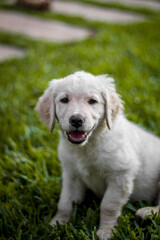 golden retriever puppy