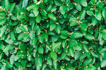 Fototapeta na wymiar Green hedge shrub Cotoneaster Lucidus for background texture. Fresh leaves are evenly spaced on the frame. Natural green background with place for text. Selective focus.