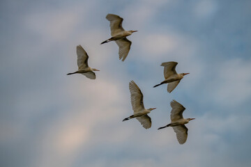 a flock of white herons flying over the sea at sunset 