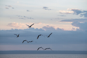 a flock of white herons flying over the sea at sunset 