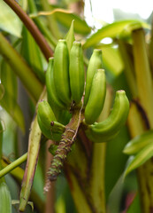 Bananas Musa mannii H. Wendl. ex Baker