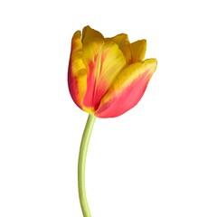 Red and yellow Tulip on white background, spring digital flower. Realistic illustration 