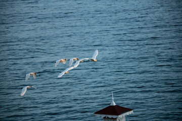 a flock of white herons flying over the sea at sunset 