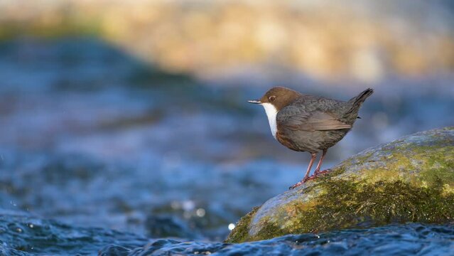 Slow motion of white-throated dipper cinclus cinclus bobbing on rock in fast flowing river then flying away