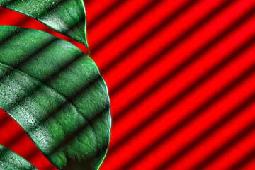 Leaf of tropical monstera plant close-up, dew drops on the leaf, sunlight streaks shadow from blinds, selective focus, red background with copy space. Background or wallpaper idea