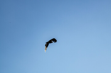 a dark brown eagle soars against the blue sky in the Dominican Republic 