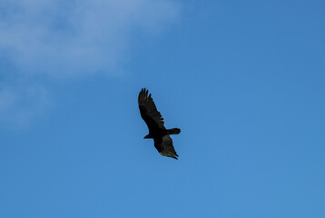 a dark brown eagle soars against the blue sky in the Dominican Republic 