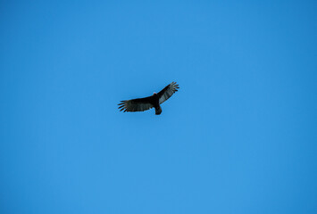 a dark brown eagle soars against the blue sky in the Dominican Republic 