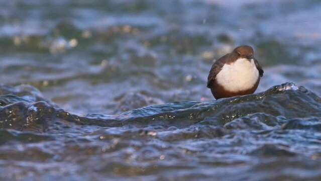 Slow motion of white-throated dipper cinclus cinclus standing in fast flowing river sticking head under water then diving into river