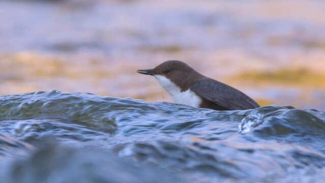 Slow motion of white-throated dipper cinclus cinclus standing in fast river dipping and diving for food