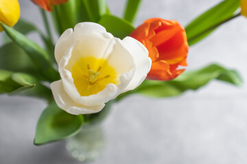 Bright violet yellow orange and white tulips flowers on gray textured background. Selective focus