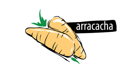 Drawn arracacha isolated on a white background
