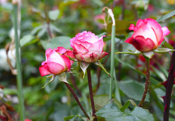 Tea rose with buds on green background