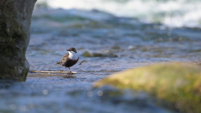 Slow motion of white-throated dipper cinclus cinclus standing on twig in fast flowing river bobbing then jumping and diving