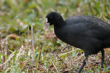 eurasian coot in the forest