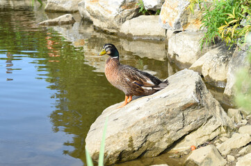 Mallard male duck resting ion a stone