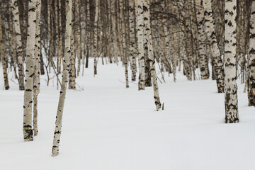 Birch forest in cold winter. Nature background. Selective focus