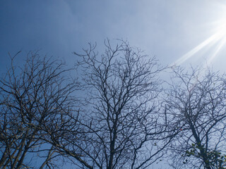 Fototapeta na wymiar silhouette of dry tree without leaves with clear sky and sun glare