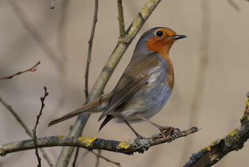 Rougegorge familier (Erithacus rubecula)