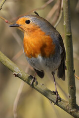 Rougegorge familier (Erithacus rubecula)