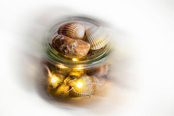 on a white background, shells encased in a glass container