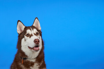 Portrait of a siberian husky looking at the camera on a pink background. Concept of canine emotions.