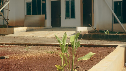 flowers in the garden